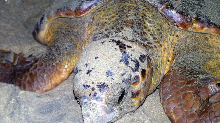 Tartarughe Marine Capoverde