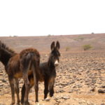 Boa Vista… NO STRESS!