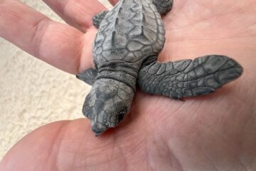 tartarughe Boavista Capo Verde